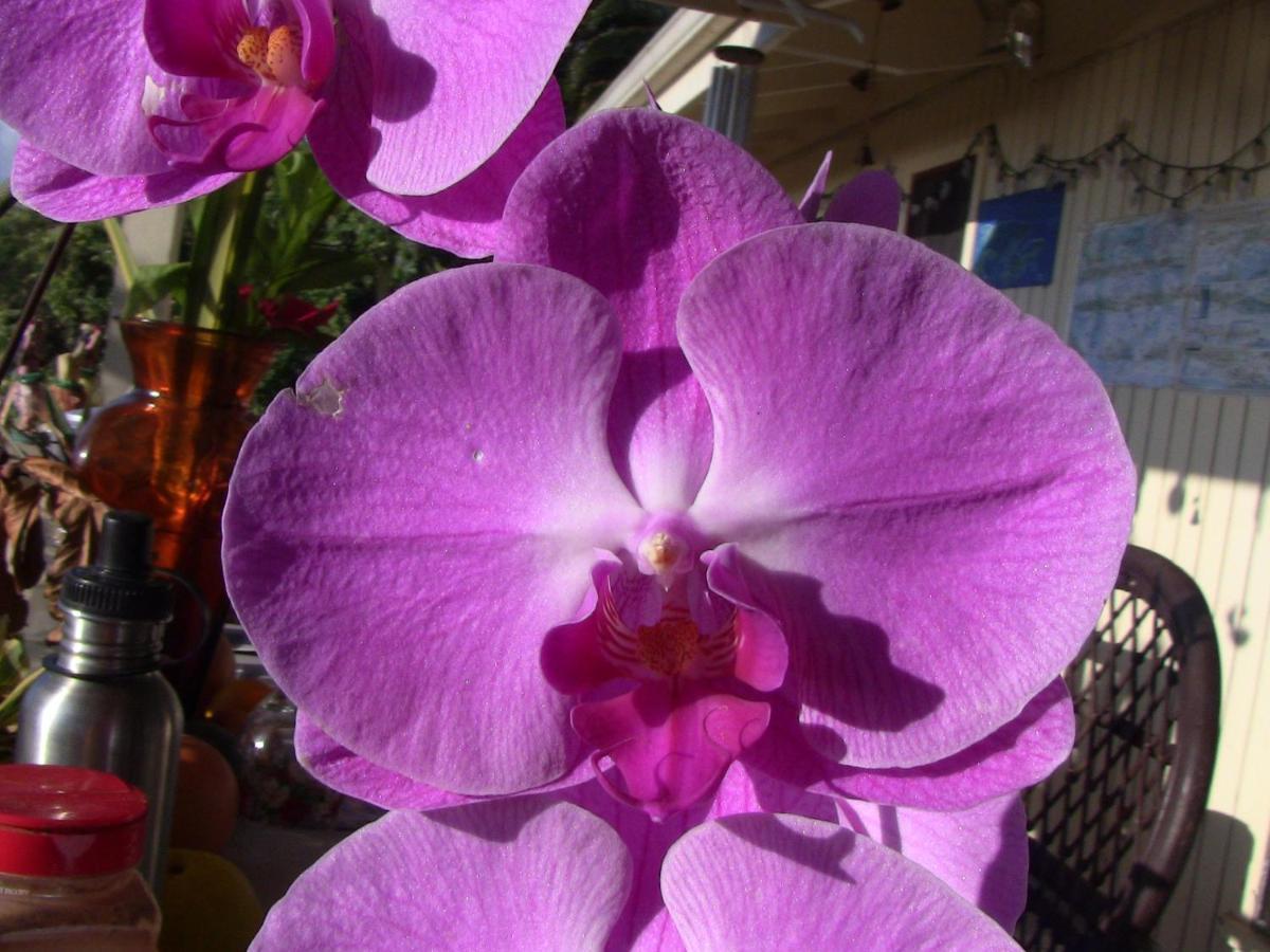 Kona Hawaii Guest House A Unique Hawaii Experience Keauhou Bagian luar foto